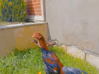 Chickens — फ़ोटो 3