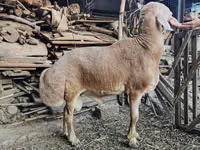 Qoʻchqor, Arashan sheep — 2-rasm