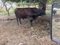 公牛, Cattle — 照片 2