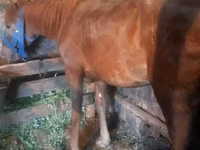Yegua, Caballos — foto 2
