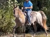 Caballo, Rocky Mountain Horse — foto 6