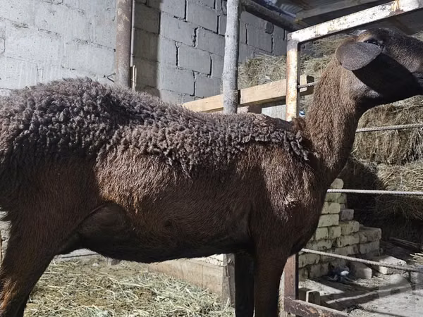 Oveja, Hissar sheep — Uzbekistán