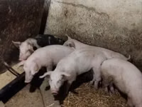 公猪, Pigs — 照片 4