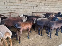 Oveja, Ovejas — foto 3
