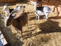 Cabro, Cabras — foto 1