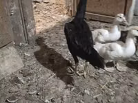 Chickens — 3-сурет