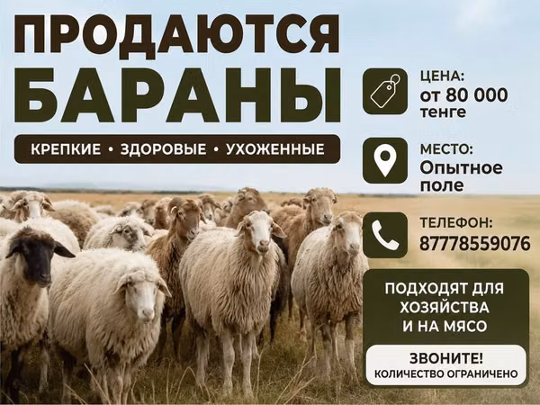 Баран, Бараны — Казахстан
