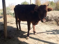 牛只（批次，未指定性别）, Cattle — 照片 5