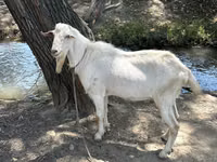 Cabro, Cabras — foto 1