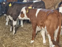 أبقار (دفعة، الجنس غير محدد), Simmental cattle — الصورة 1