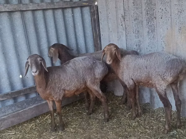 Sheep, Arashan sheep