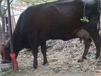 Vaca, Ganado vacuno — foto 4