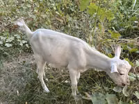Taka, Saanen goat — 2-rasm