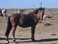 حصان, Kazakh horse — الصورة 1