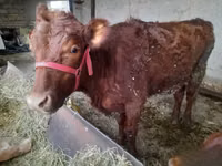 Rinder (Partie, Geschlecht nicht angegeben), Aberdeen-Angus — Foto 1