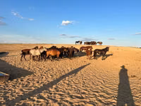 Stute, Mugalzhar horse — Foto 1