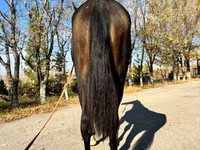 Stute, Akhal-Teke — Foto 4