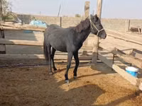 公马, Kazakh horse — 照片 2