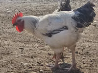 Chickens — 3-сурет