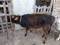 بقرة, الماشية — الصورة 4
