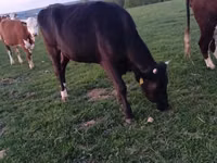 بقرة, Simmental cattle — الصورة 3
