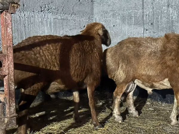 كبش, Edilbay sheep — كازاخستان