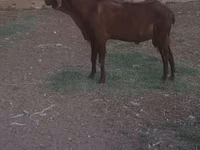 تيس, الماعز — الصورة 3