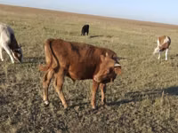 公牛, Simmental cattle — 照片 3