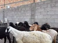 Ram, Sheep — photo 7