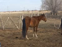 Бие, Kazakh horse — 1-сурет