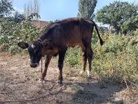 Bulle, Swiss cattle — Foto 2