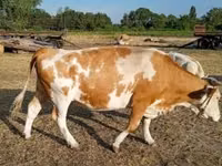 母牛, Simmental cattle — 照片 1