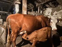 بقرة, Latvian Blue cattle — الصورة 4