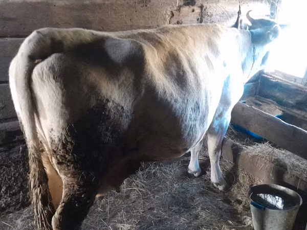 गाय, गोलस्टीन नस्ल — कज़ाखस्तान