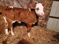 Rinder (Partie, Geschlecht nicht angegeben), Simmental cattle — Foto 1