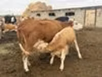 Сиыр, Simmental cattle — 8-сурет