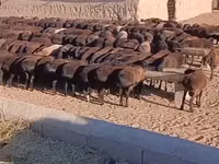 نعجة, الأغنام — الصورة 1