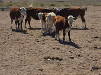 Kuh, Latvian Blue cattle — Foto 2
