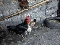 Chickens — الصورة 2