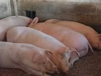 Boar, Pigs — photo 1