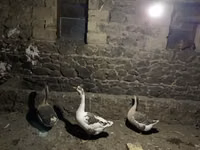 Geese — 1-сурет