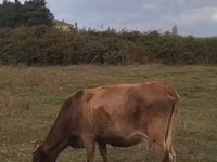 母牛, Cattle — 照片 3