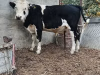 Bulle, Kasachische Weißkopfkuh — Foto 8