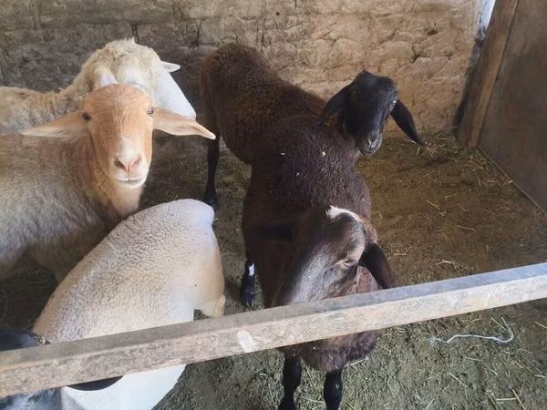 Oveja, Tian-Shan semifinewool sheep