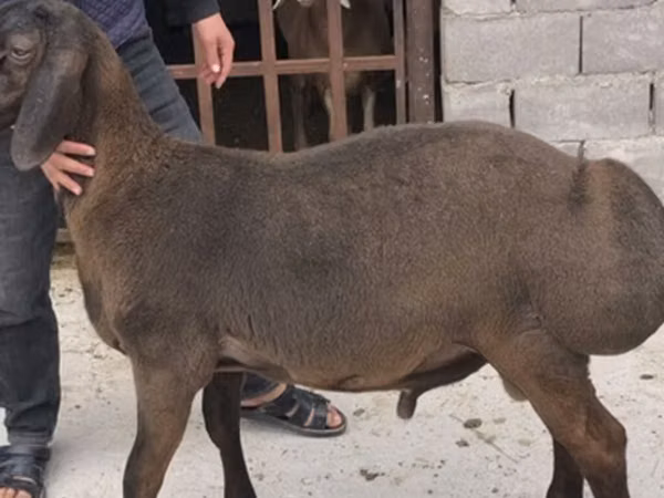 Ram, Arashan sheep