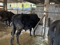 Toro, Aberdeen-Angus — foto 1