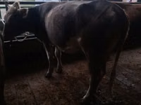 Cow, Cattle — photo 7
