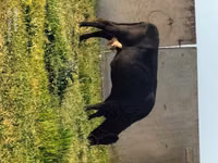 Vaca, Latvian Blue cattle — foto 2