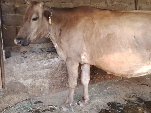 母牛, Cattle — 吉尔吉斯斯坦