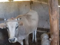 Vaca, Ganado vacuno — foto 1
